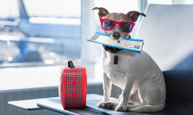 Pets on planes: Australians may soon be allowed animals in cabins but airlines are hesitant