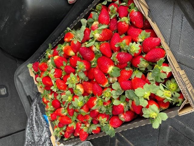 2021 Strawberries season just started!